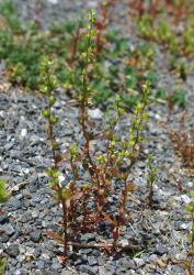 Veronica peregrina var. peregrina. Habit. Tauranga. Image: P.J. Garnock-Jones © P.J. Garnock-Jones CC-BY-NC 3.0 NZ